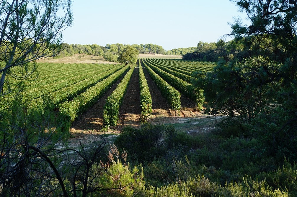 vins du Languedoc Roussillon Saint Drézéry