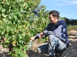 terroir du Languedoc Roussillon Picpoul de Pinet