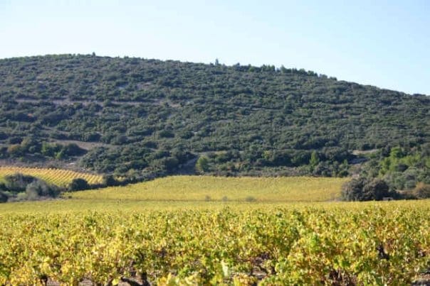 terroir du Languedoc Roussillon Frontignan