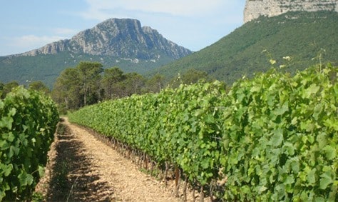 terroir du Languedoc Roussillon Pic Saint Loup