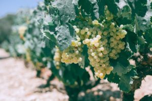 zoom sur le terroir et vins du languedoc roussillon