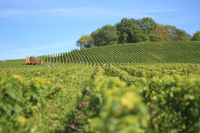 Les vins blancs du Languedoc Roussillon