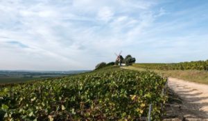 top-5-des-vins-de-l'hérault